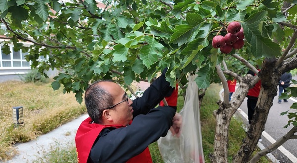 金秋山楂红 采摘共享乐(1).jpg